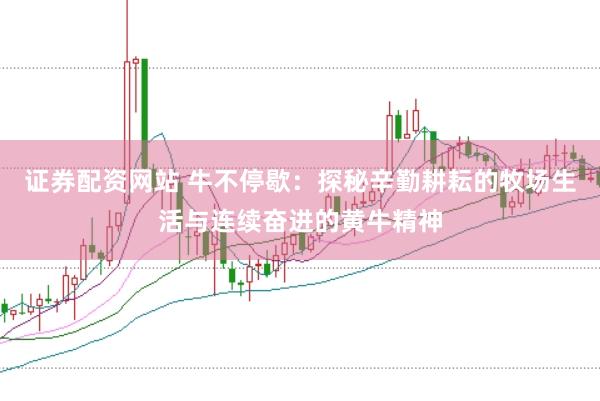证券配资网站 牛不停歇：探秘辛勤耕耘的牧场生活与连续奋进的黄牛精神